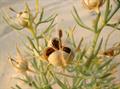 سپند، اسپند، wild rue, Syrian rueAfrican rue, harmel, aspand